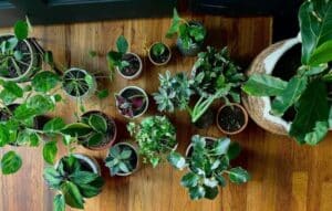 PlantNet: Aplicativo de Identificação de Plantas
