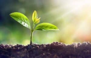 Identifique plantas com um clique!