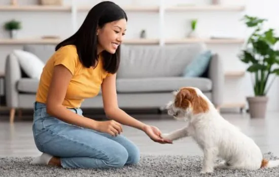 ¡Entrena a tu mascota con diversión!