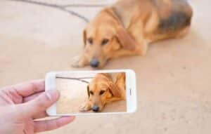 Raça do seu cãozinho revelada!